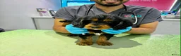 Cavapoo dogs for sale: 🥇TOP QUALITY F1 CAVAPOO PUPPIES READY TO LEAVE! - Advert 11