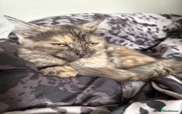 Mixed Breed cats for sale: Kitten for sale  - Image 4
