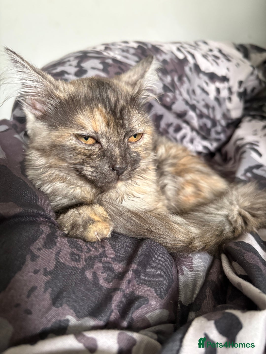 Mixed Breed cats for sale: Kitten for sale  - Image 4