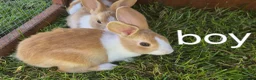Dutch rabbits for sale: Dutch rabbits  - Advert 6