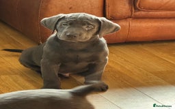 Labrador Retriever dogs for sale: 🩶 Silver & Charcoal Labrador Puppies - Image 5