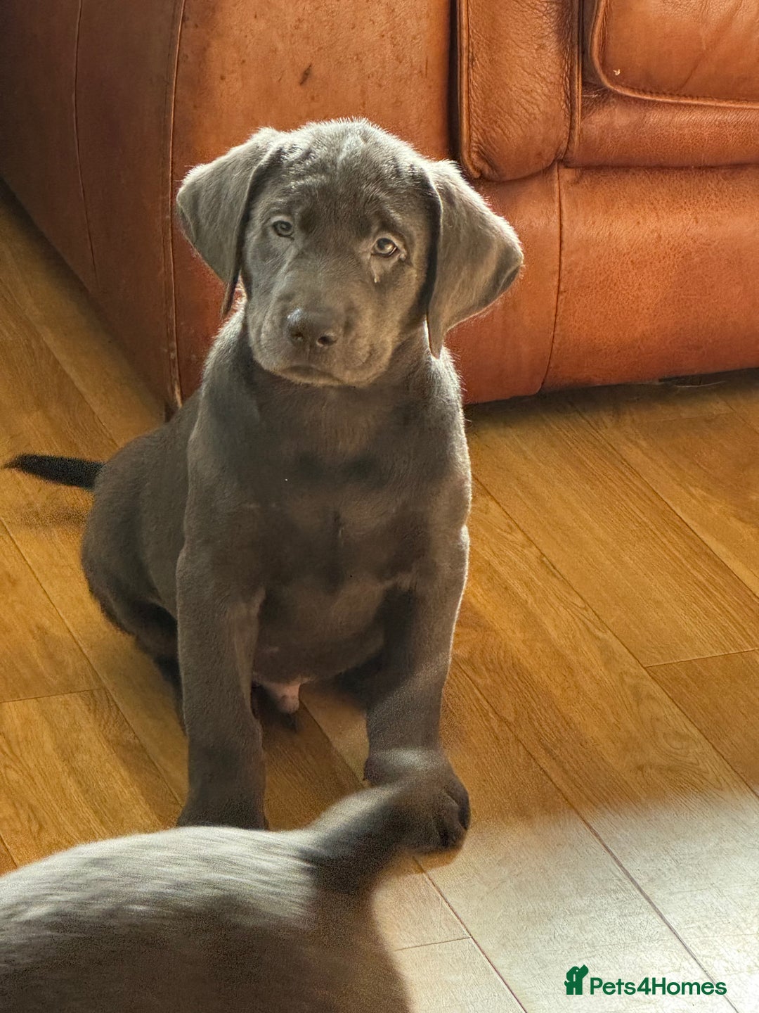 Labrador Retriever dogs for sale: 🩶 Silver & Charcoal Labrador Puppies - Image 5