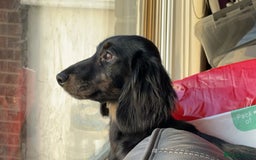 Mixed Breed dogs for sale: Lenny & Lulu - Image 8