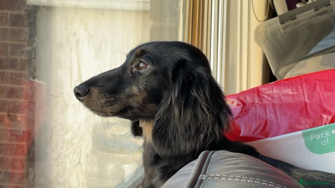 Mixed Breed dogs for sale: Lenny & Lulu - Image 8