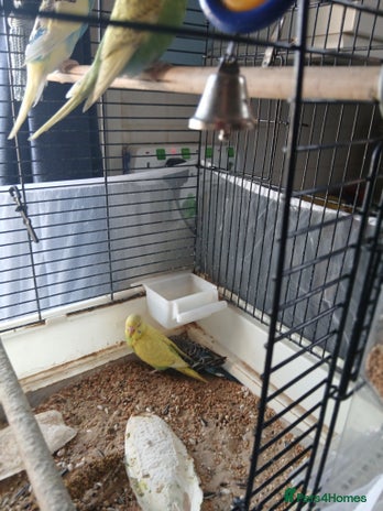 Budgerigars birds for sale - Advert 2