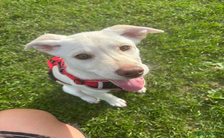 Mixed Breed dogs - Advert 1