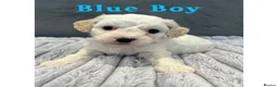 Cavachon dogs for sale: 🐶 Adorable Cavachon Puppies for Sale! 🐾 - Advert 6