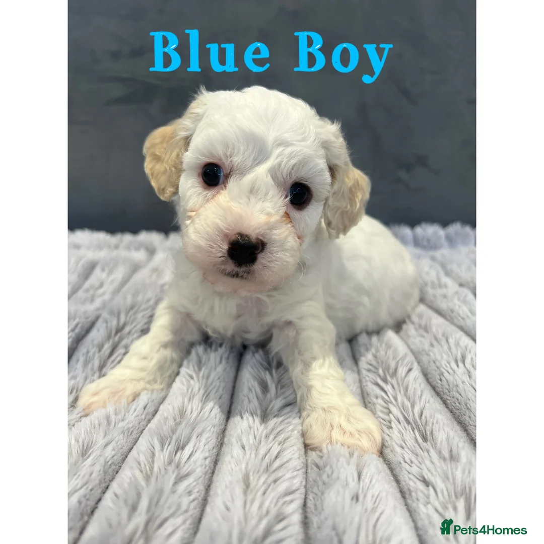 Cavachon dogs for sale: 🐶 Adorable Cavachon Puppies for Sale! 🐾 - Advert 6