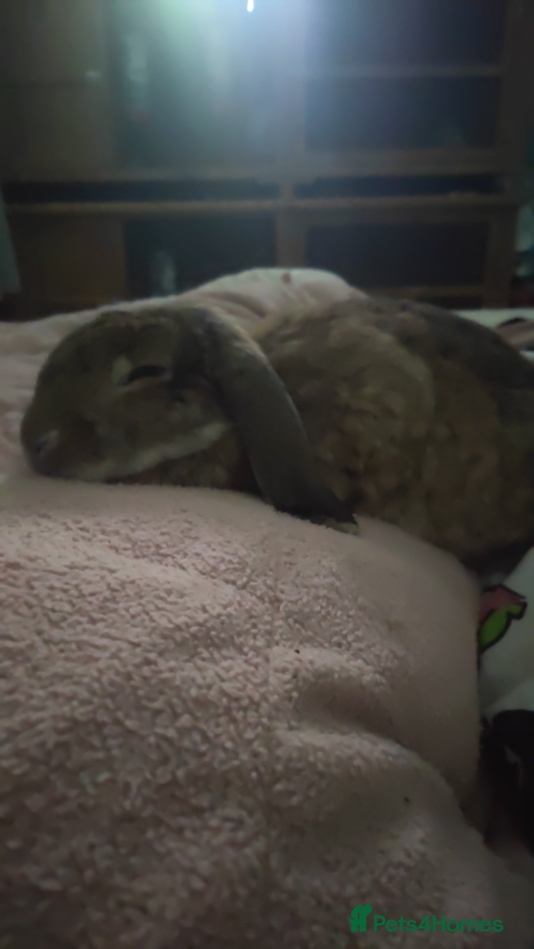 French Lop rabbits for sale: French lop  - Advert 4