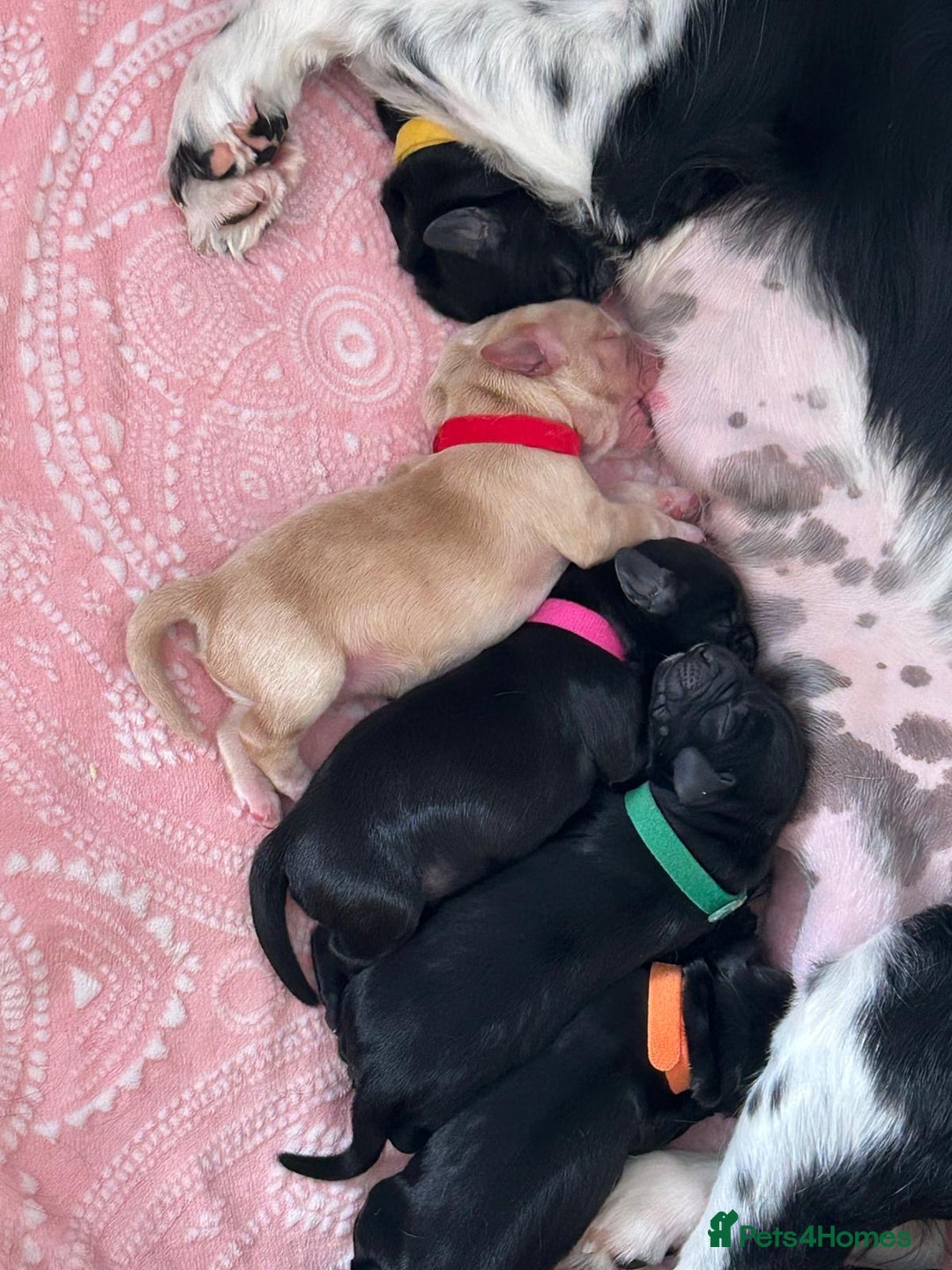 Cockerdor dogs for sale: Cockador Puppies for sale - Image 27