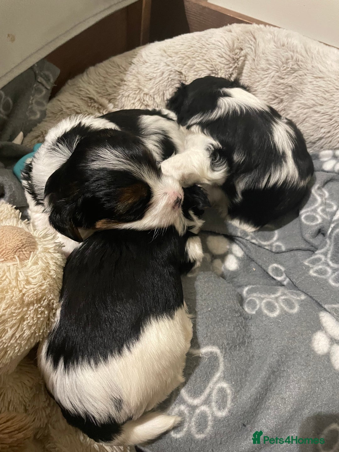 Biewer Terrier dogs for sale: Biewer Terrier Puppies - Advert 13