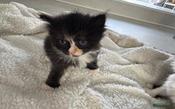 Ragdoll cats for sale: Half ragdoll kittens  - Image 3