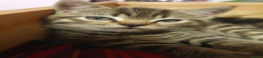 Mixed Breed Kitten 1