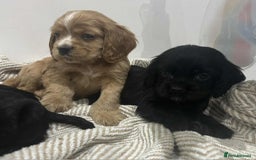 Mixed Breed dogs for sale: American x working cocker spaniel - Advert 1