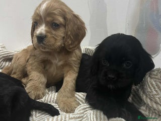 Mixed Breed dogs American x working cocker spaniel - Advert 3