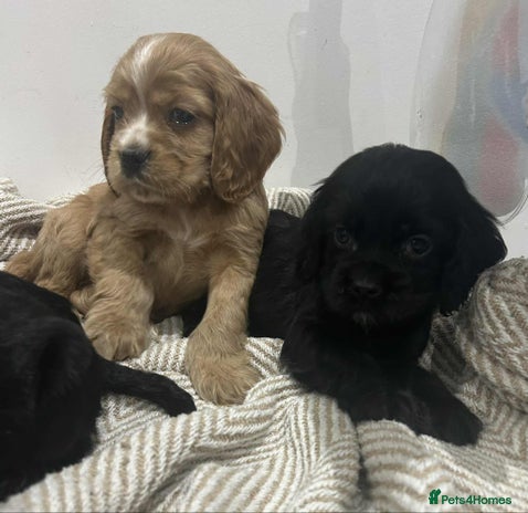 Mixed Breed dogs American x working cocker spaniel - Advert 2