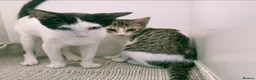 Mixed Breed cats for adoption: [Indoors Only] Yuki & Suki - Adorable Siblings - Advert 8