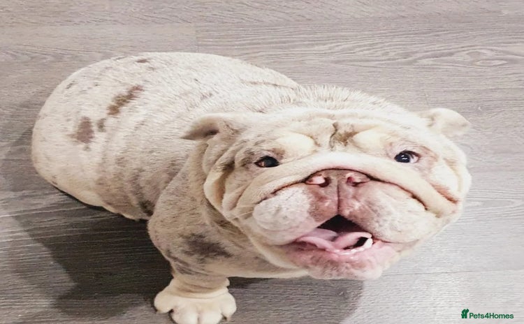 English Bulldog dogs for sale in Liverpool - Advert 1