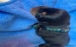Rottweiler dogs for sale: Hulk and Ruby Rottweiler puppies  - Image 22