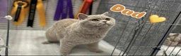 British Shorthair cats for sale: GCCF British Shorthair for Sale - Advert 37