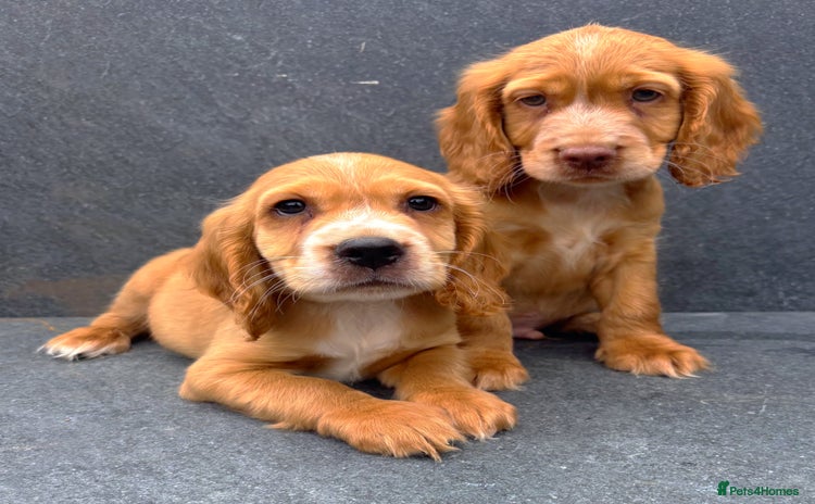 Cocker Spaniel dogs - Advert 1