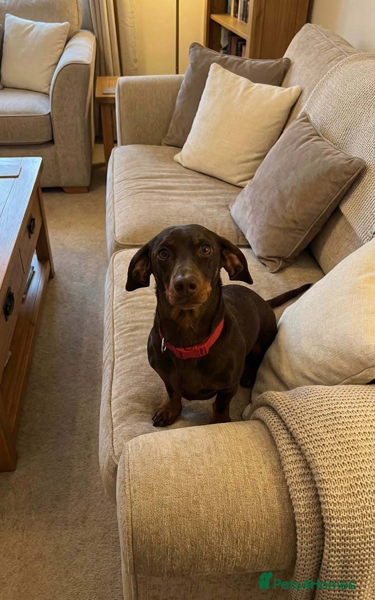 Dachshund dogs Dachshund girl looking for her forever home in Eastleigh - Advert 1