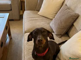 Dachshund dogs Dachshund girl looking for her forever home in Eastleigh - Advert 1