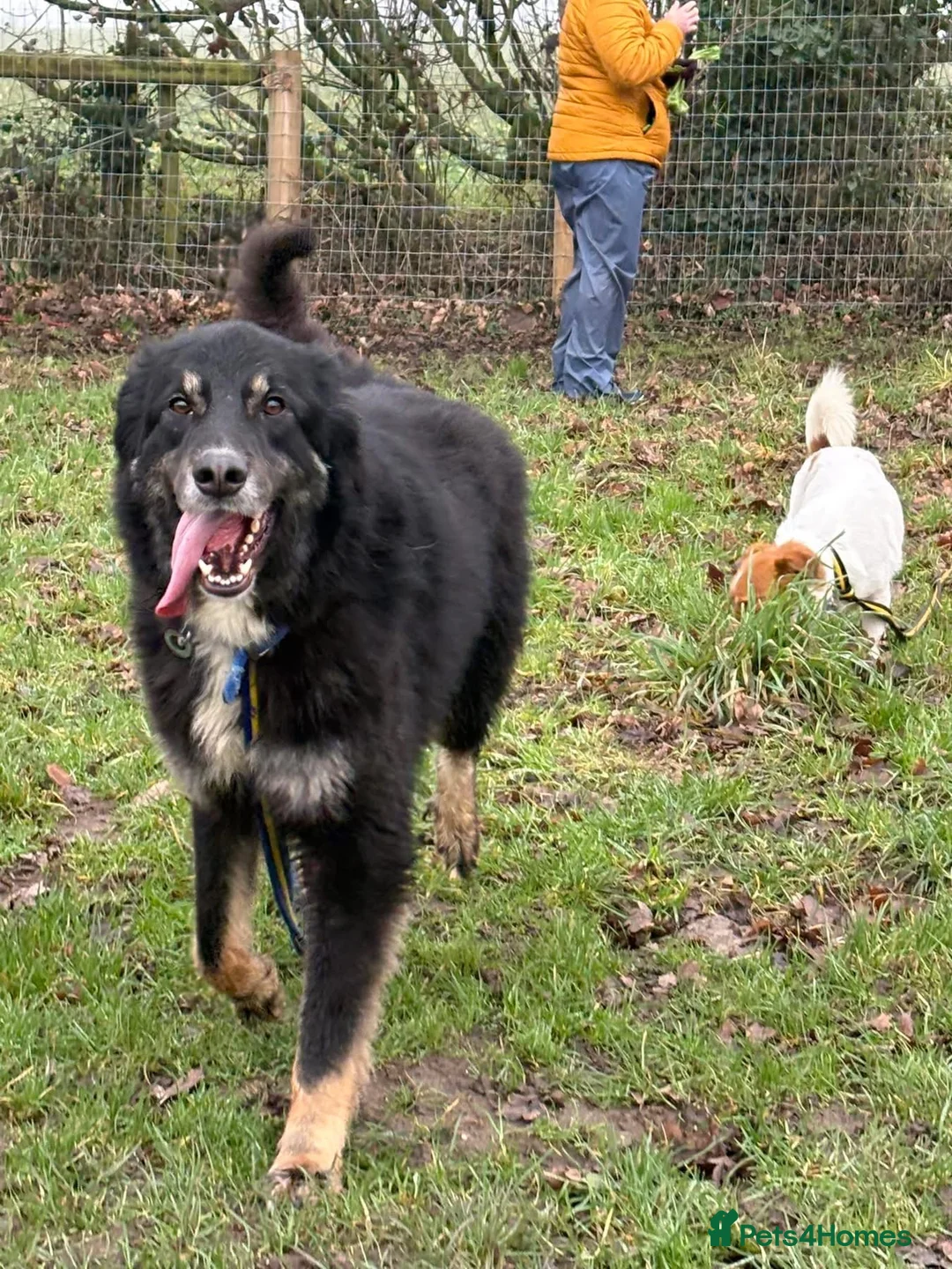 Mixed Breed dogs for adoption: Waffle - Norwich Norfolk  - Advert 21