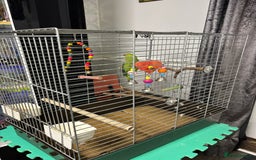 Parakeets birds for sale: Parakeet - FREE - Image 3