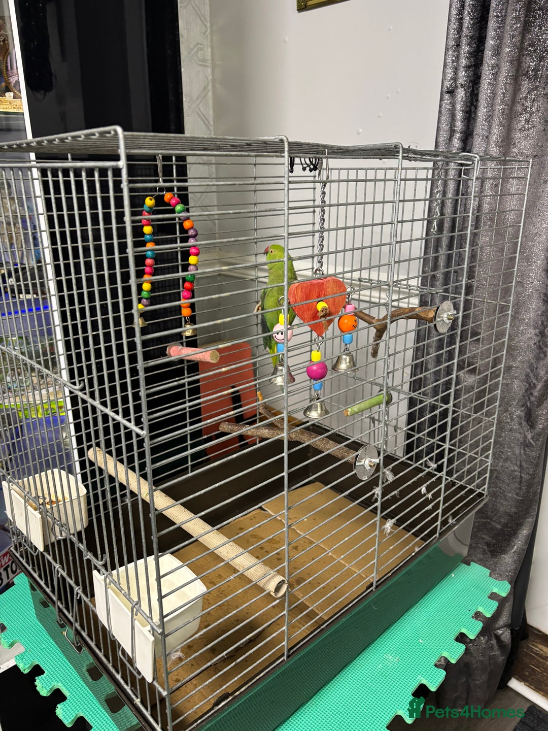 Parakeets birds for sale: Parakeet - FREE - Image 3