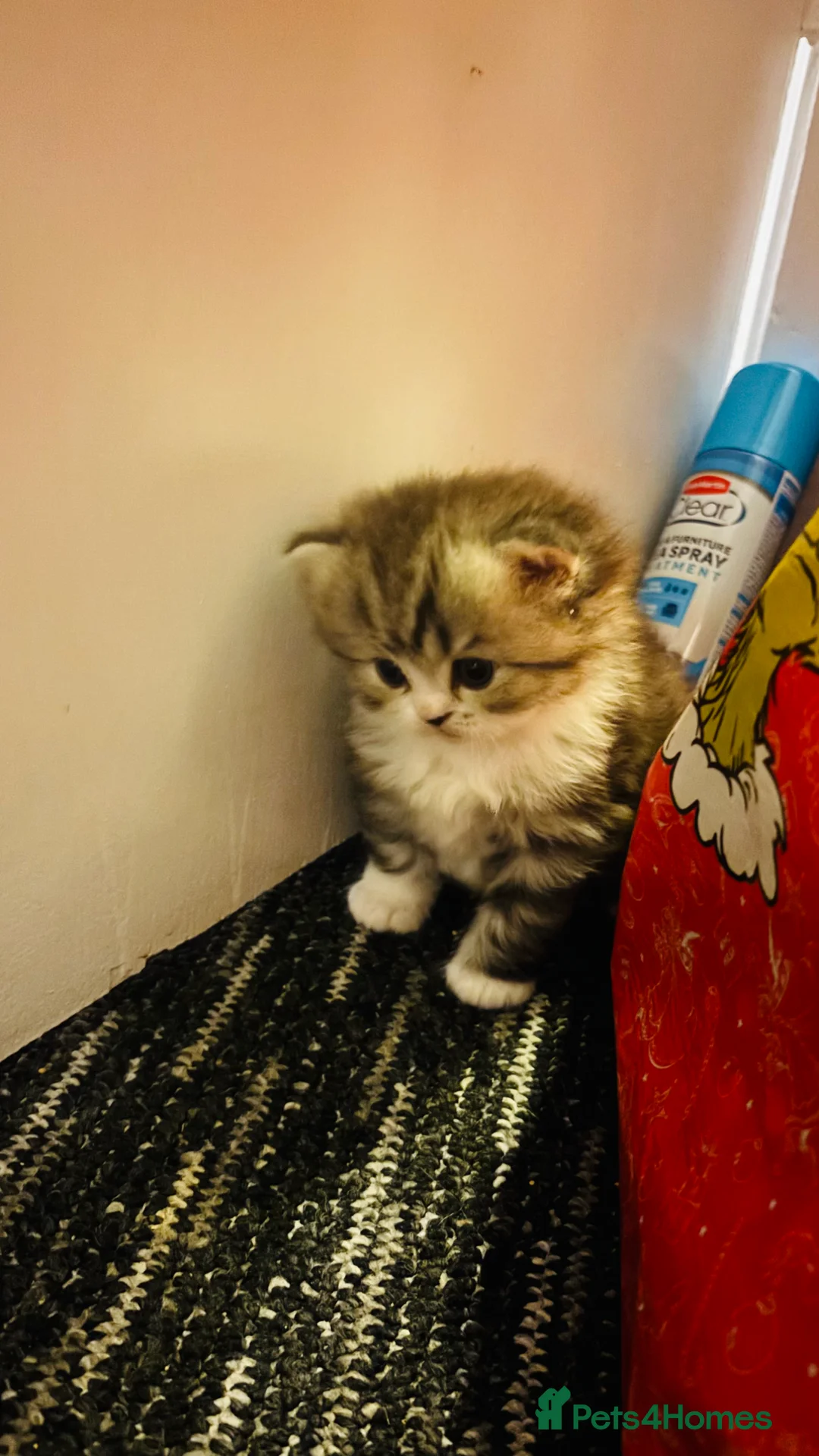 Persian cats for sale: Persian Father and Scottish straight mother  - Advert 6