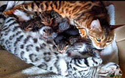 Bengal cats for sale: Bedazzled Early Generation Bengal kittens  - Image 15