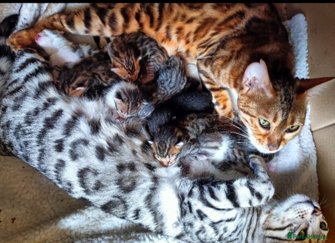 Bengal cats for sale: Bedazzled Early Generation Bengal kittens  - Image 15
