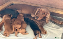 Cocker Spaniel dogs for sale: ***Outstanding KC Show cocker spaniels *** - Image 6