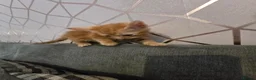 Mixed Breed cats for sale: 4 female kittens for sale in Caerphilly - Advert 13