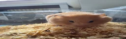 Hamster rodents for sale: Hampster for sale  - Advert 3