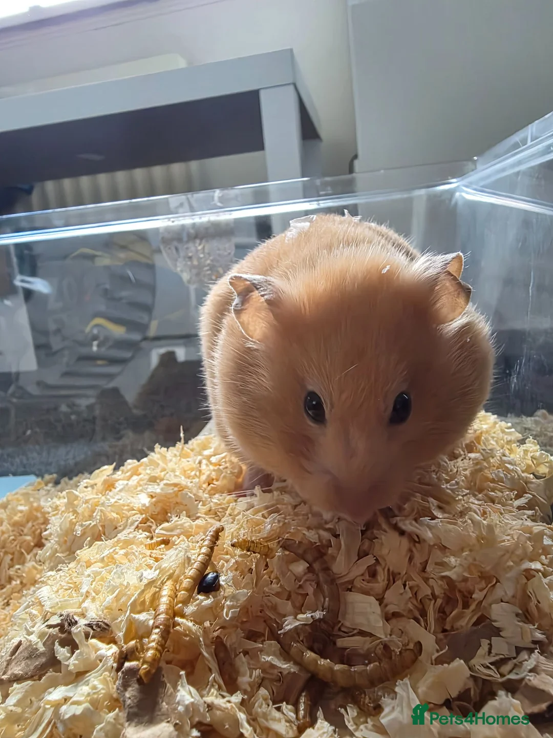 Hamster rodents for sale: Hampster for sale  - Advert 3