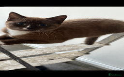 Mixed Breed cats for sale: Male and female kitten - Image 8