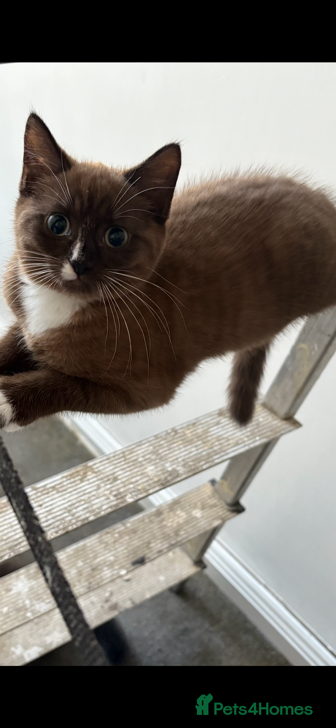 Mixed Breed cats for sale: Male and female kitten - Image 8