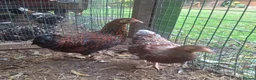 Chickens poultry for sale: Bantam Laced Wyandotte Chickens in Wetherby - Advert 9