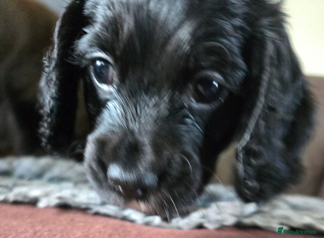Cocker Spaniel dogs for sale: Working Cocker Spaniel puppies - Advert 4