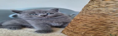 British Shorthair Kitten 5 REHOMED 