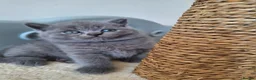 British Shorthair cats for sale: Adorable BSH kitten,London, 1 grey colour boy left - Advert 9