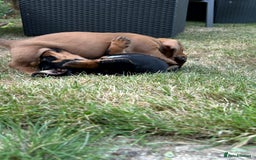 Miniature Dachshund dogs for sale: Miniature Dachshund Pups  in Banbury - Image 31