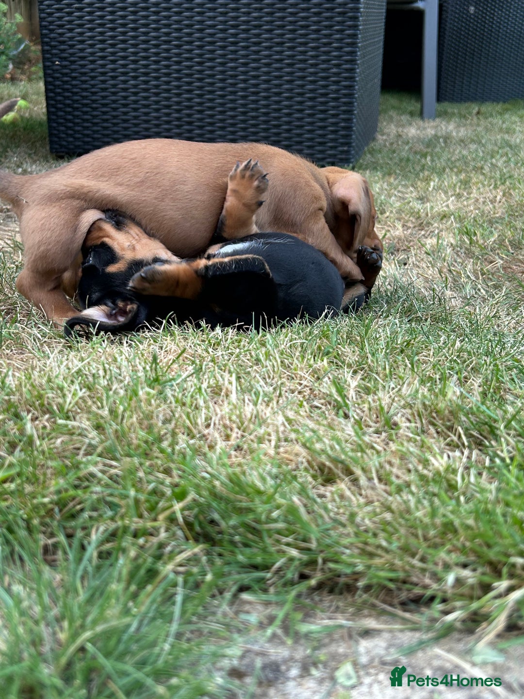 Miniature Dachshund dogs for sale: Miniature Dachshund Pups  in Banbury - Image 31