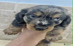 Dachshund dogs for sale: Miniature Dachshund puppies - Image 7