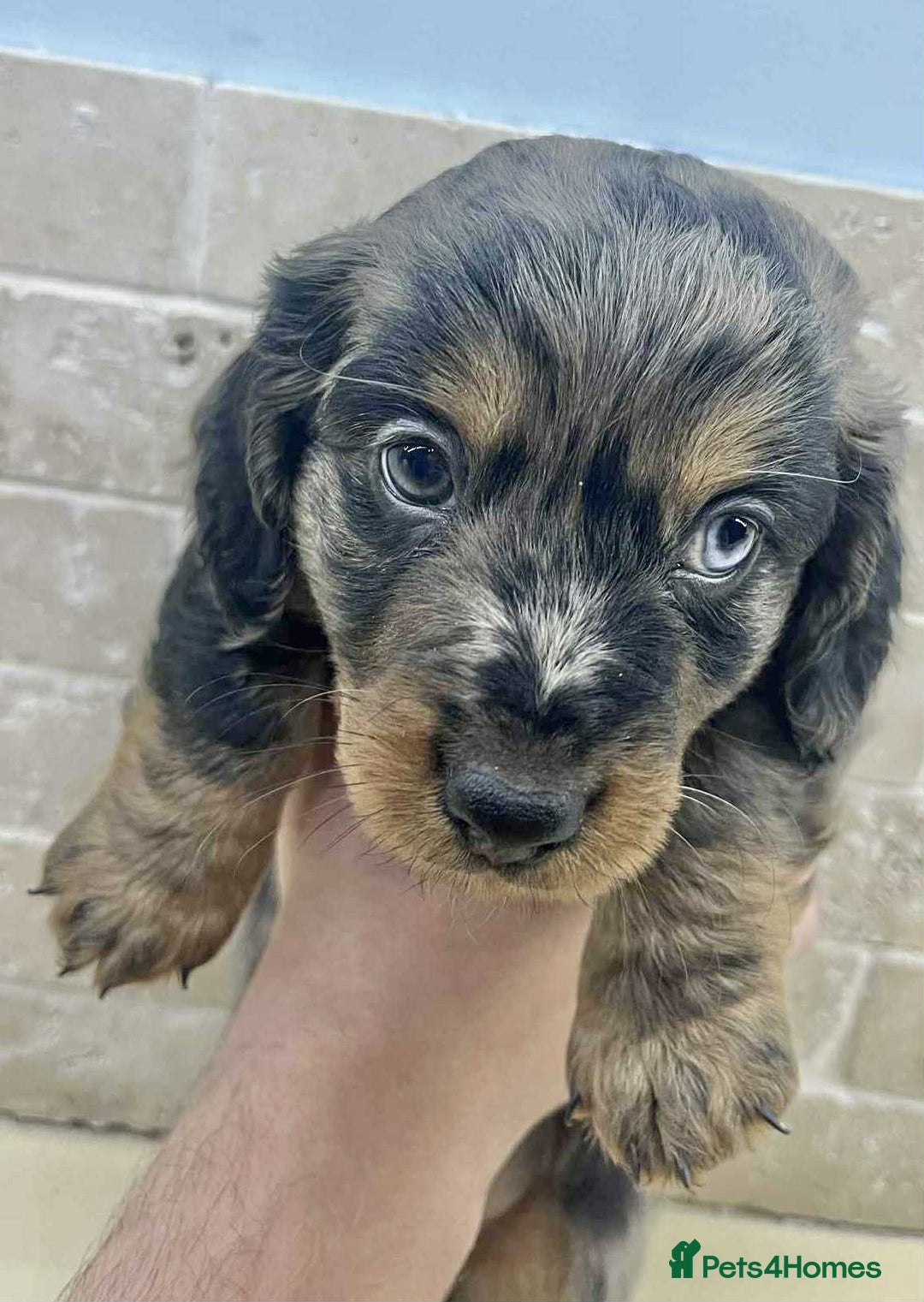 Dachshund dogs for sale: Miniature Dachshund puppies - Image 7