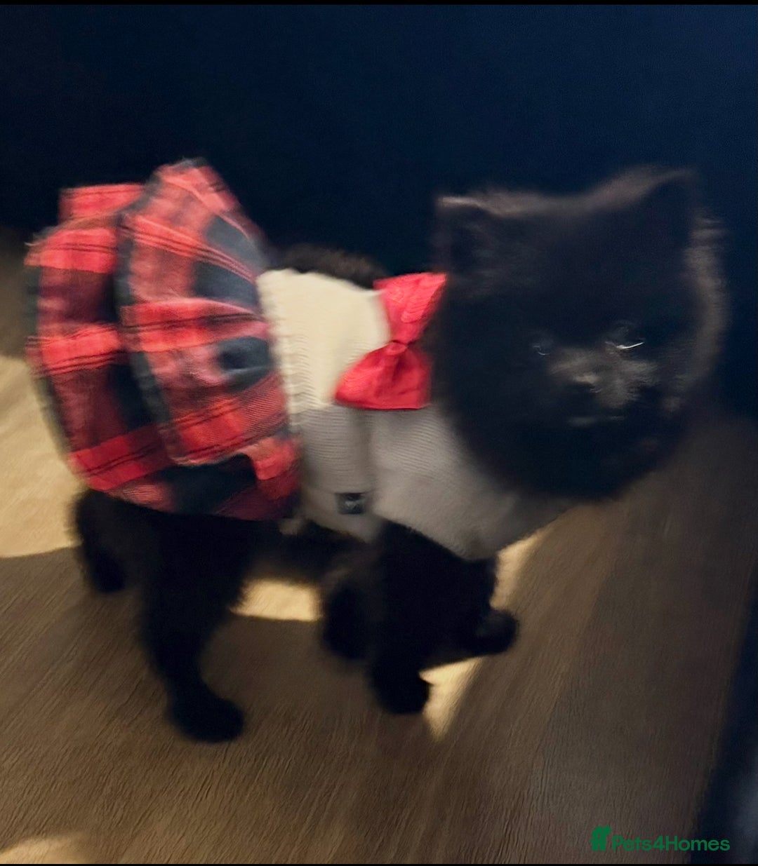 Pomeranian dogs for sale: Beautiful Pomeranians for sale  - Advert 3