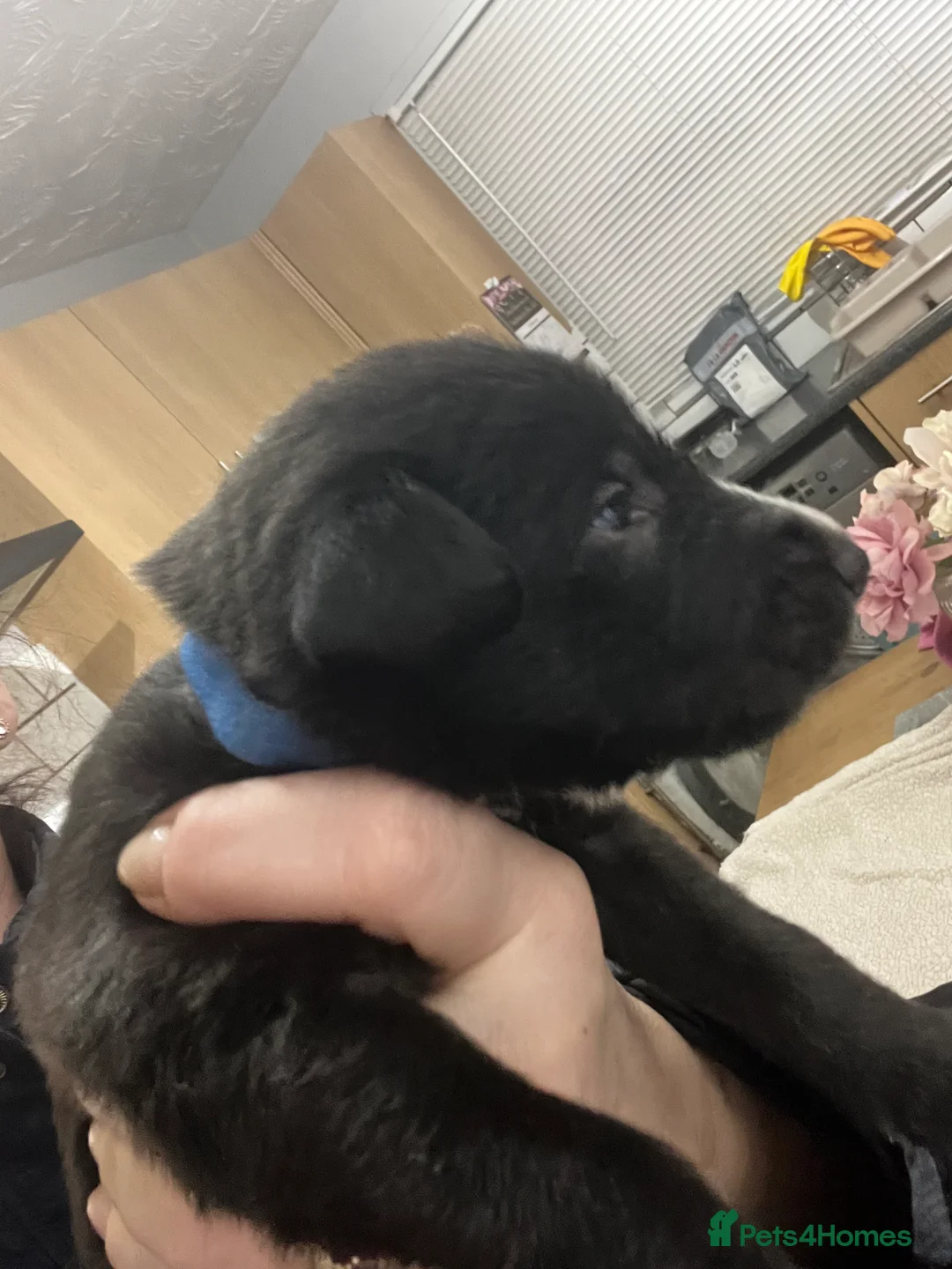 Bedlington Terrier dogs for sale: Beautiful Bedy/whippet Pups in Halstead - Advert 19