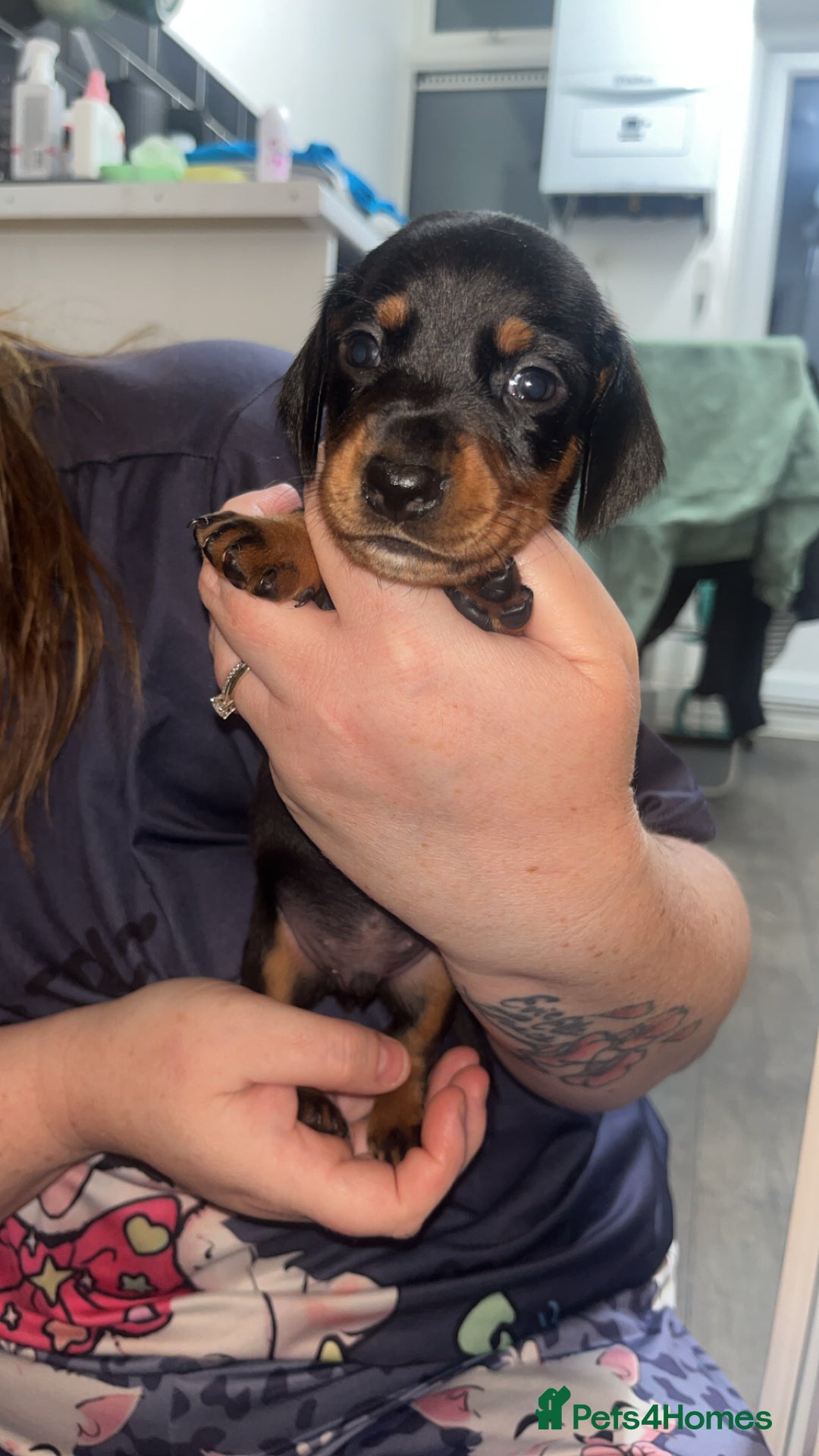 Dachshund dogs for sale: Exceptional Puppies 1 Boy boy left  - Advert 10